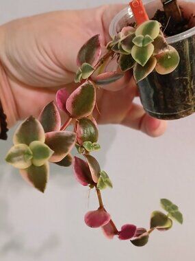 Crassula Succulent,  "Calico Kitten"